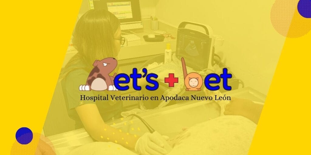 Veterinario atendiendo a una mascota en Pets Más Bet