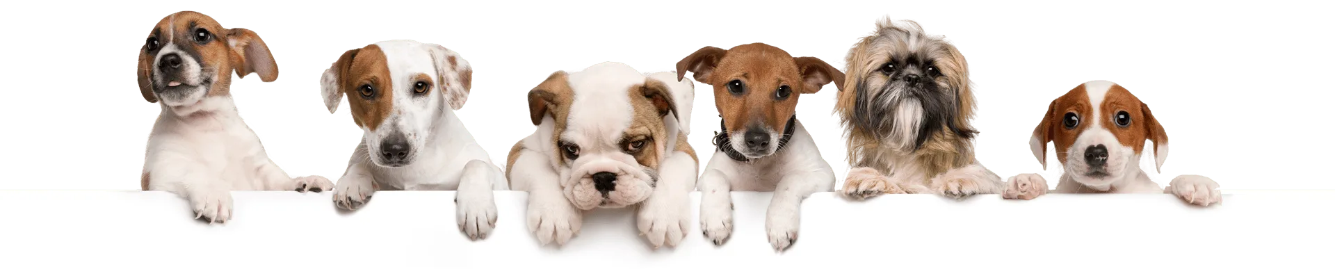 Servicios veterinarios en Apodaca