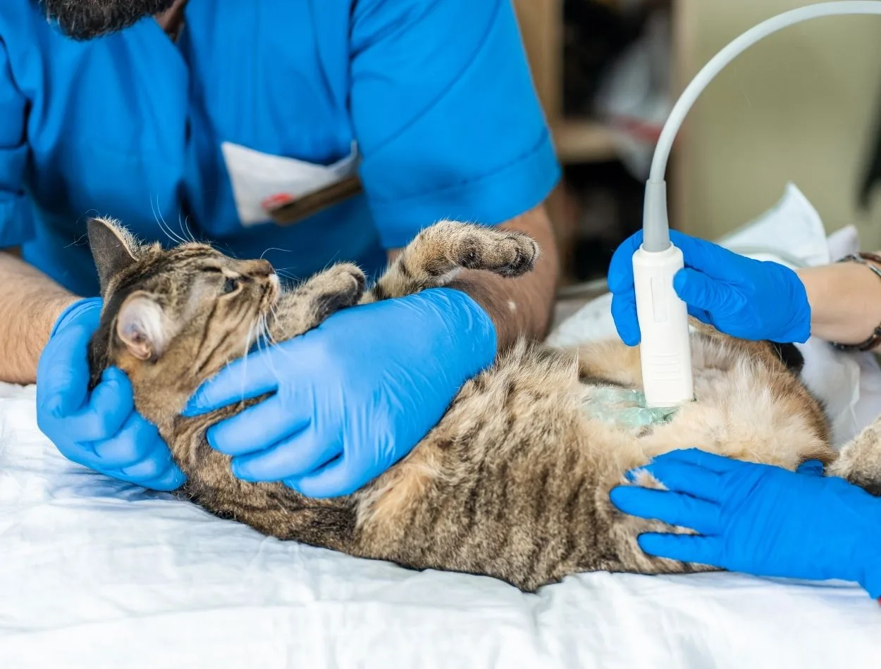 Examinación interna de mascotas con ultrasonido