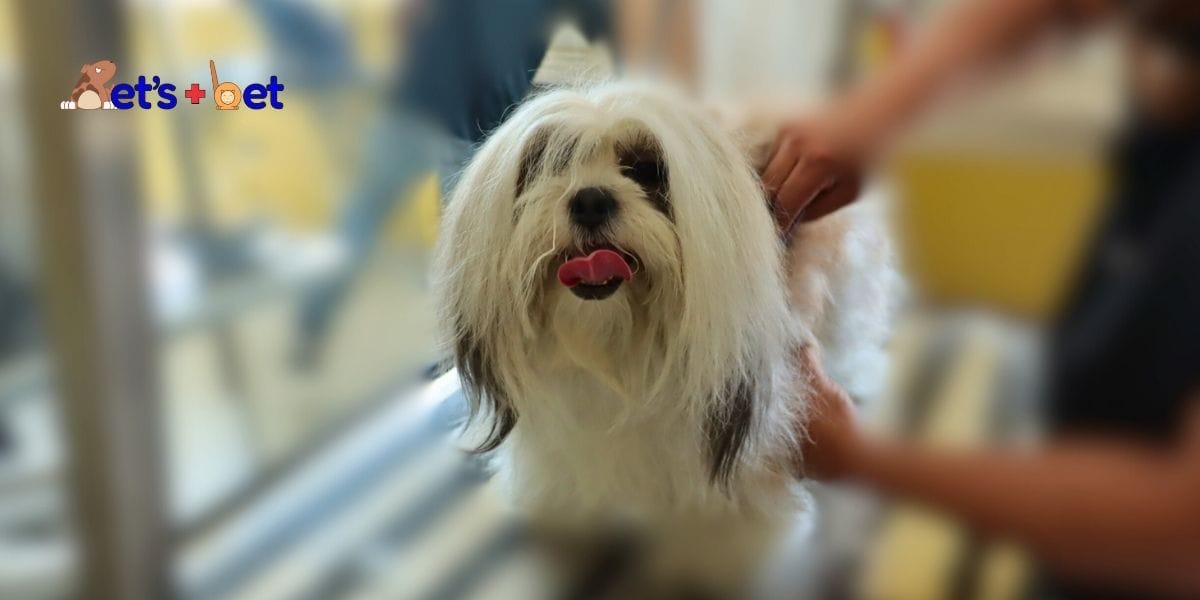 Mascota disfrutando de un servicio de grooming profesional en Pets Más Bet