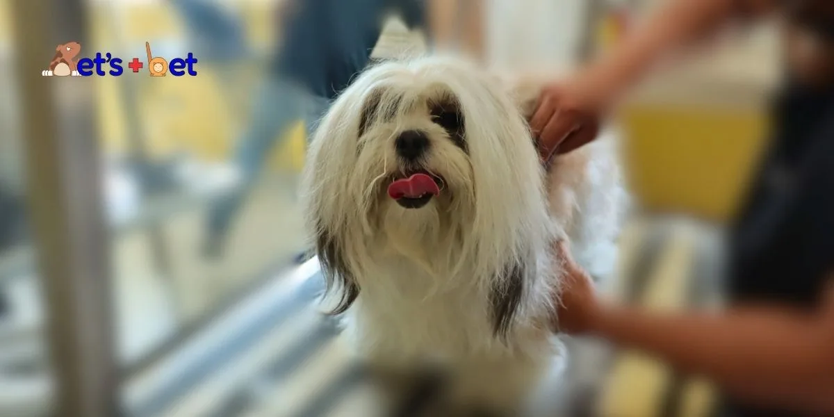 Mascota disfrutando de un servicio de grooming profesional en Pets Más Bet