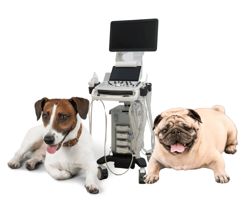 Ultrasonidos para mascotas