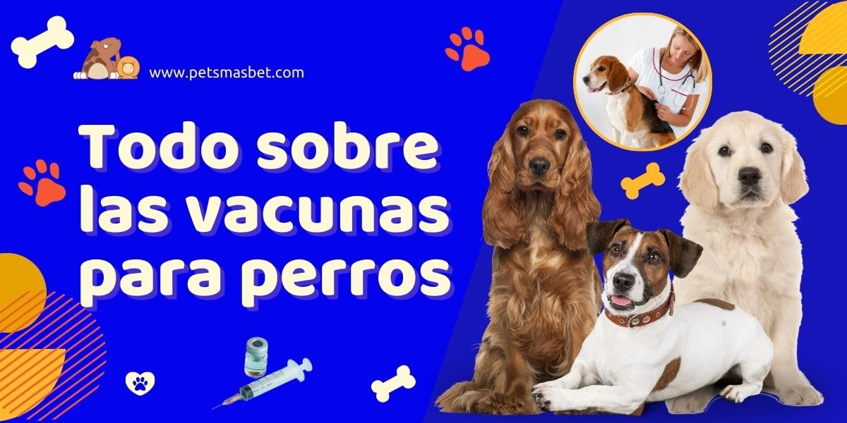 Veterinario aplicando vacuna a un perro en Pets Mas Bet