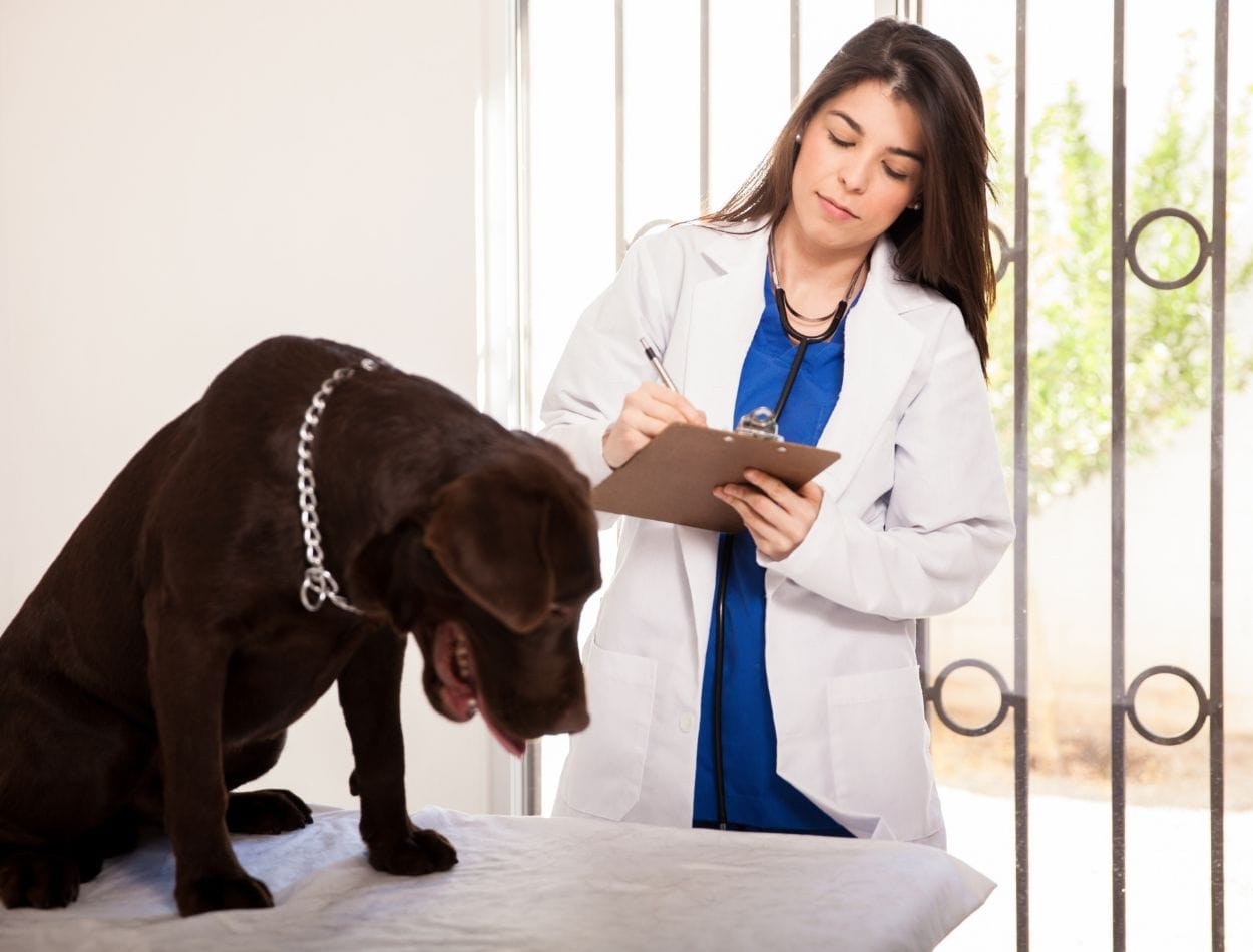 Veterinario consultando síntomas a un perrito