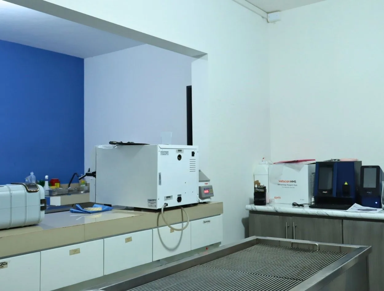 Hospitalización veterinaria en Apodaca en Pets Mas Bet