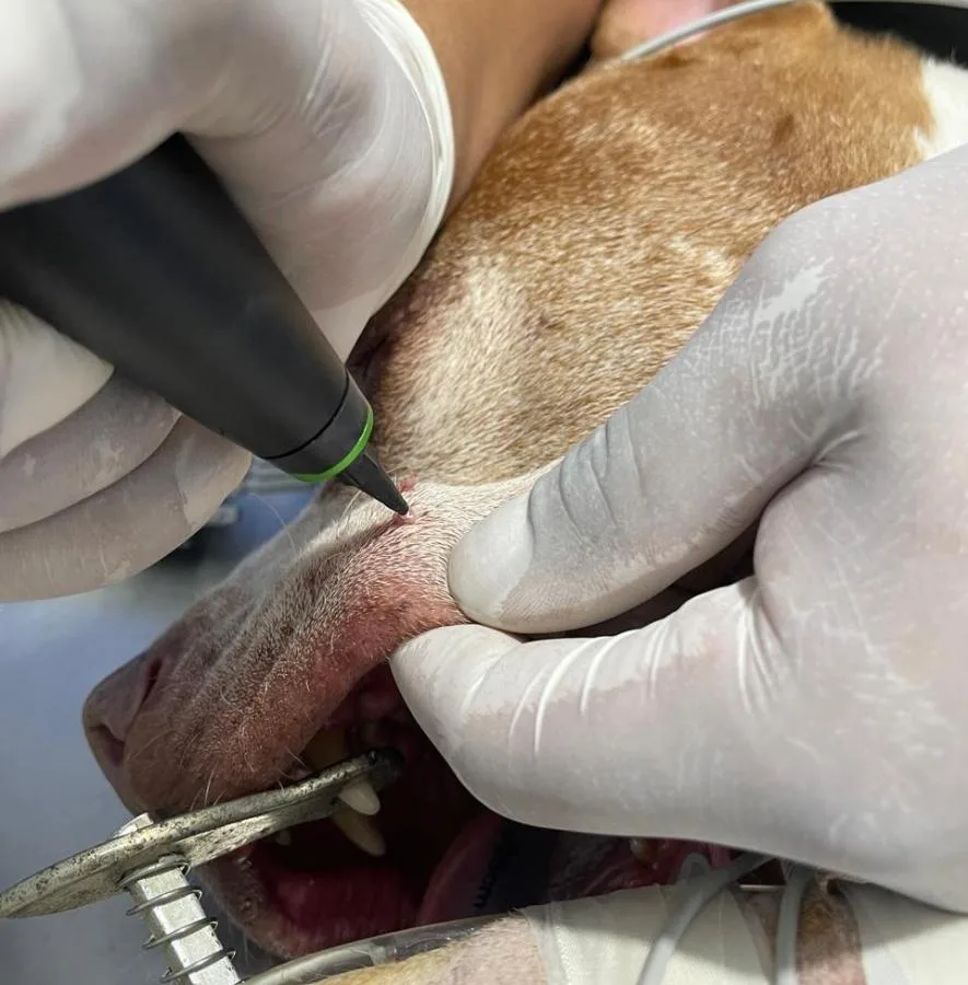Crioterapia Veterinaria Avanzada con CryoProbe XP